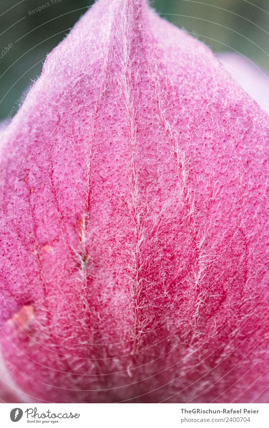 Buntes Blatt Pflanze rosa Strukturen & Formen sanft Blume Farbfoto Außenaufnahme Nahaufnahme Detailaufnahme Makroaufnahme Textfreiraum unten