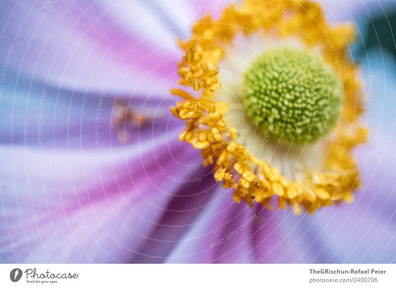 Detailaufnahme Pflanze ästhetisch gelb grün violett Blume Blühend Pollen Verlauf mehrfarbig Blüte rund Strukturen & Formen Farbfoto Außenaufnahme Menschenleer