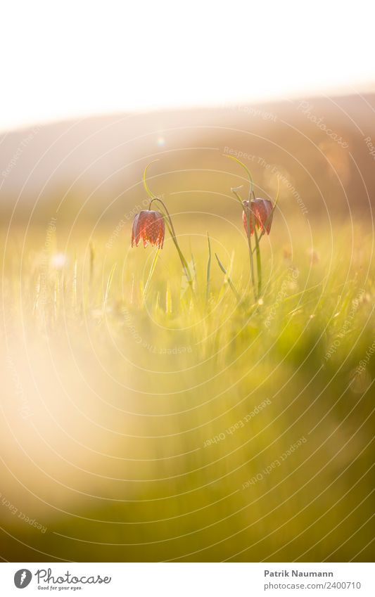 Schachblumenduo Kunst Umwelt Natur Landschaft Pflanze Tier Sonne Frühling Klima Schönes Wetter Blüte exotisch Schachbrettblume Pulsatilla vulgaris berühren