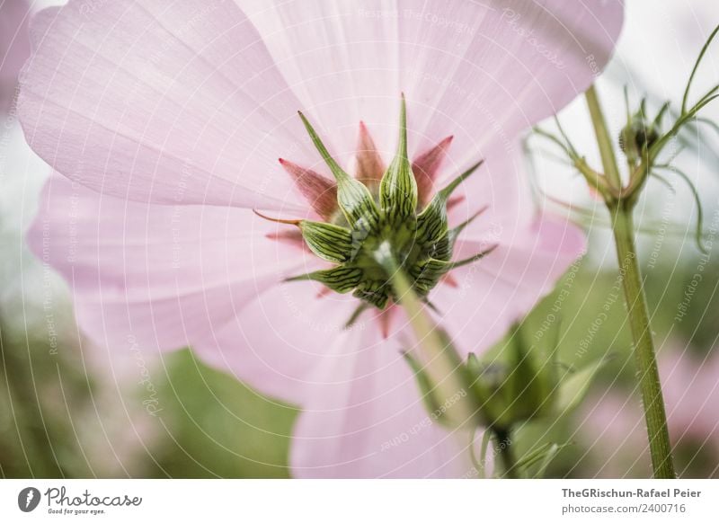 Blume Pflanze grün rosa Stengel Blüte Blühend Wachstum Farbverlauf Strukturen & Formen Farbfoto Außenaufnahme Detailaufnahme Makroaufnahme Menschenleer
