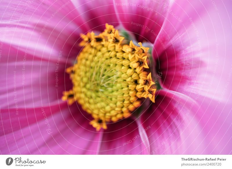 Blume Pflanze gelb violett rosa Blüte Strukturen & Formen Farbverlauf Muster Detailaufnahme Makroaufnahme Charakter Farbfoto Außenaufnahme Tag