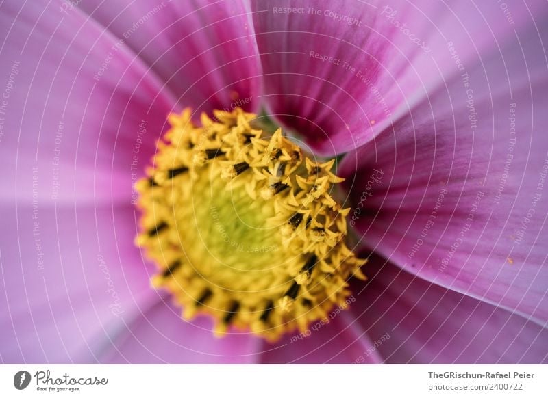 Blume Pflanze Blüte gelb violett rosa schwarz Farbverlauf Strukturen & Formen rund Farbfoto Außenaufnahme Detailaufnahme Makroaufnahme Textfreiraum oben Licht