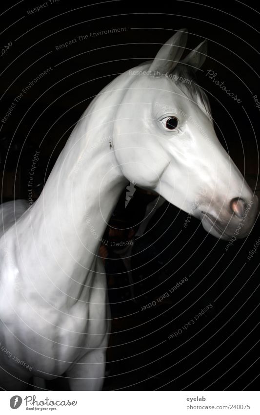 Wendy Model schön Tier Pferd 1 Kunststoff ästhetisch elegant niedlich dünn trashig grau falsch Nippes künstlich Nüstern Farbfoto Gedeckte Farben Innenaufnahme