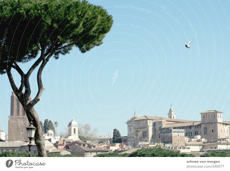 kurzer flügelschlag Rom Italien Himmel blau Taube Baum antik historisch grün Gebäude Städtereise Kirche Menschenleer Reisefotografie