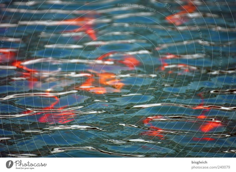Goldfischteich Wasser Teich Fisch Schwarm blau rot Wellen Wasseroberfläche Farbfoto Außenaufnahme Menschenleer Tag mehrere