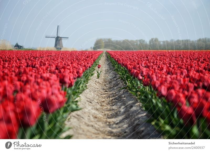 Tulpenfeld mit Windmühle Natur Pflanze Frühling Blume Blüte Feld rot Windrad Romantik Verliebt Farbfoto Außenaufnahme Tag