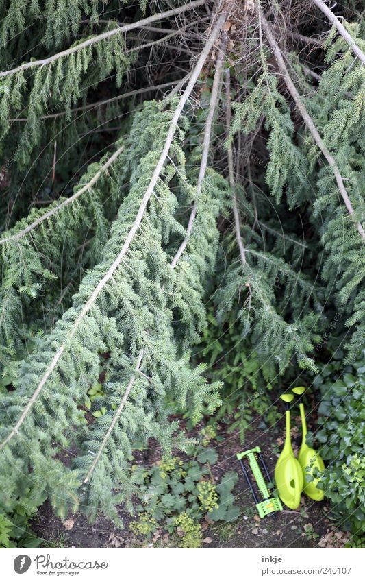 die drei von der Tannstelle Gartenarbeit Landwirtschaft Forstwirtschaft Sommer Baum Tannenzweig Park Gießkanne Rasensprenger alt dunkel groß lang natürlich