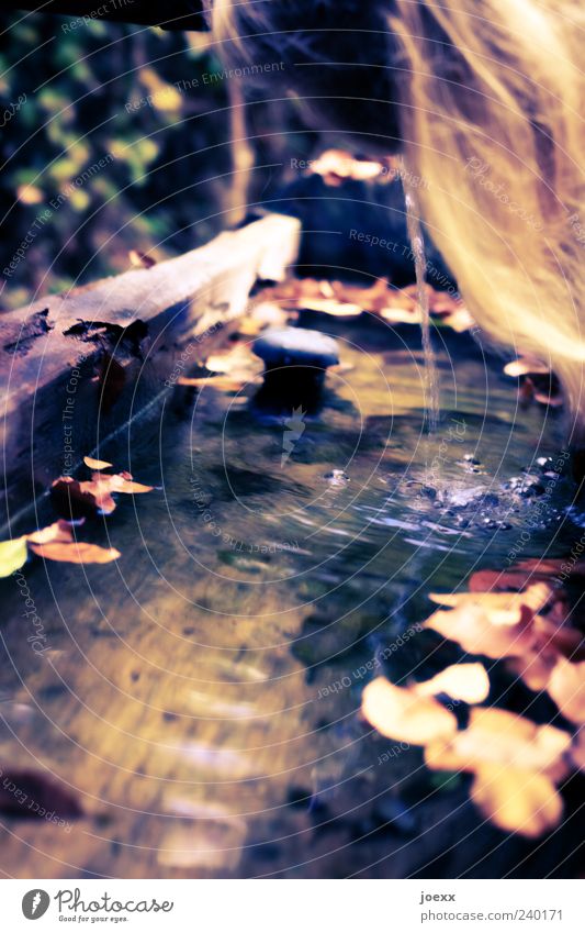 Abkühlen Haare & Frisuren 1 Mensch Wasser Sommer Herbst genießen trinken blond Flüssigkeit gelb grün Freizeit & Hobby Brunnen Farbfoto mehrfarbig Außenaufnahme