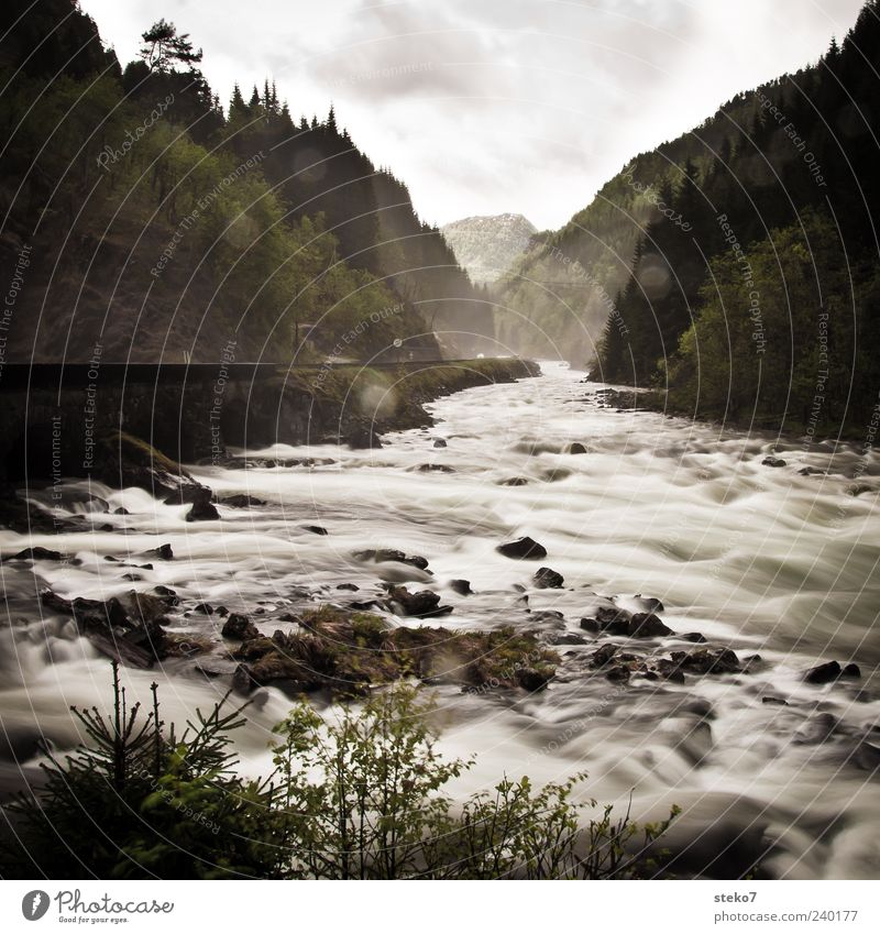 Wildwasserzähmung Wald Berge u. Gebirge Flussufer Natur schäumen Gischt Norwegen grau spritzen Gedeckte Farben Außenaufnahme Menschenleer Textfreiraum oben