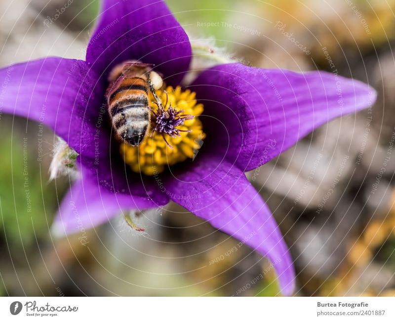 Bee at Work Blume Kuhschelle Biene schön violett 2018 Mörnsheim Burtea Fotografie Makroaufnahme Farbfoto Nahaufnahme Detailaufnahme Menschenleer Tag Sonnenlicht