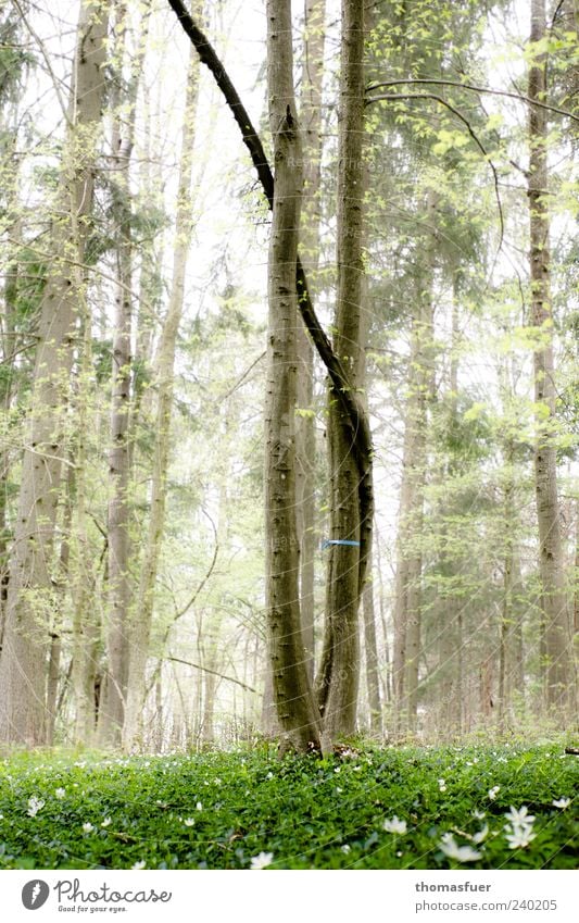 Familienbaum im Friedwald Natur Landschaft Himmel Frühling Nebel Baum Gras Wildpflanze Wiese Wald natürlich Stimmung Verschwiegenheit trösten ruhig Hoffnung