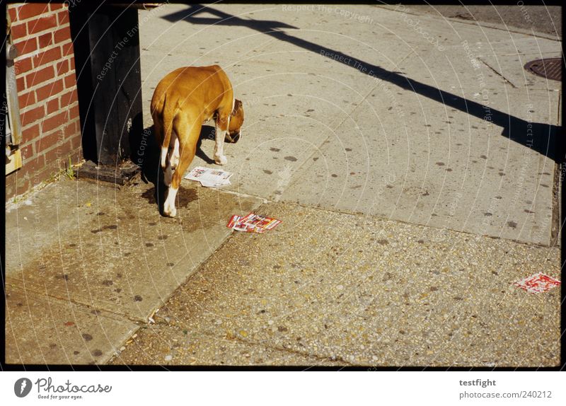 take me to broadway Tier Hund 1 authentisch Schatten Geruch Bürgersteig unterwegs laufen Farbfoto Außenaufnahme Menschenleer Tag Sonnenlicht Straßenhund gehen