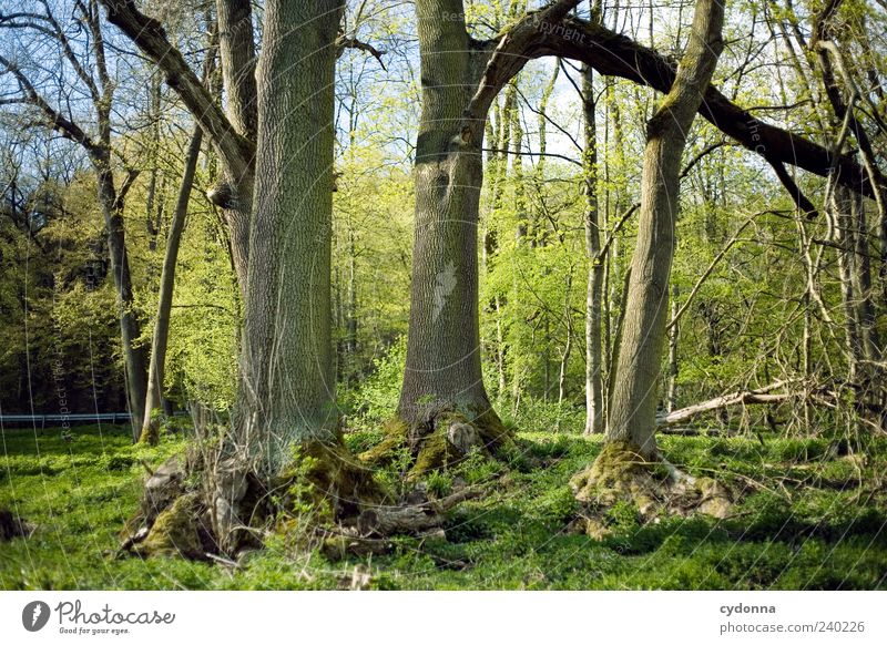 Baumgruppe harmonisch Erholung ruhig Ausflug Umwelt Natur Landschaft Frühling Wald einzigartig Wäldchen 3 Waldrand Baumstamm Wachstum Farbfoto Außenaufnahme
