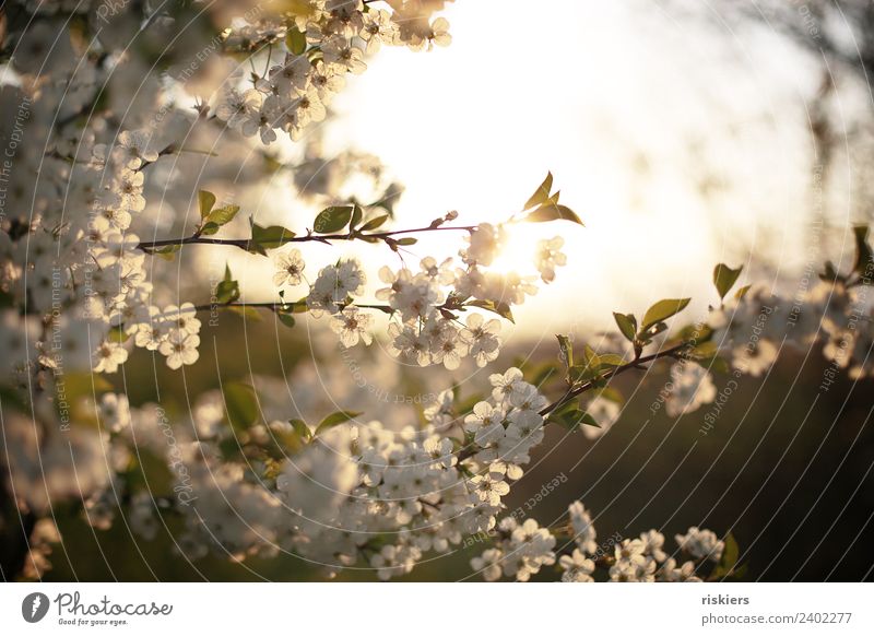Frühlingsleuchten Blüten Sonne Licht Abendlicht Natur natürlich Pflanze zart blühen weiß blühend Sonnenlicht Unschärfe