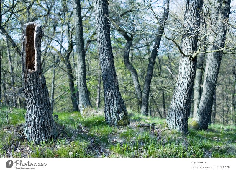 Baumstumpf ruhig Ausflug Freiheit Umwelt Natur Landschaft Gras Wald ästhetisch einzigartig Wachstum hohl Baumstamm Farbfoto Außenaufnahme Menschenleer Tag Licht