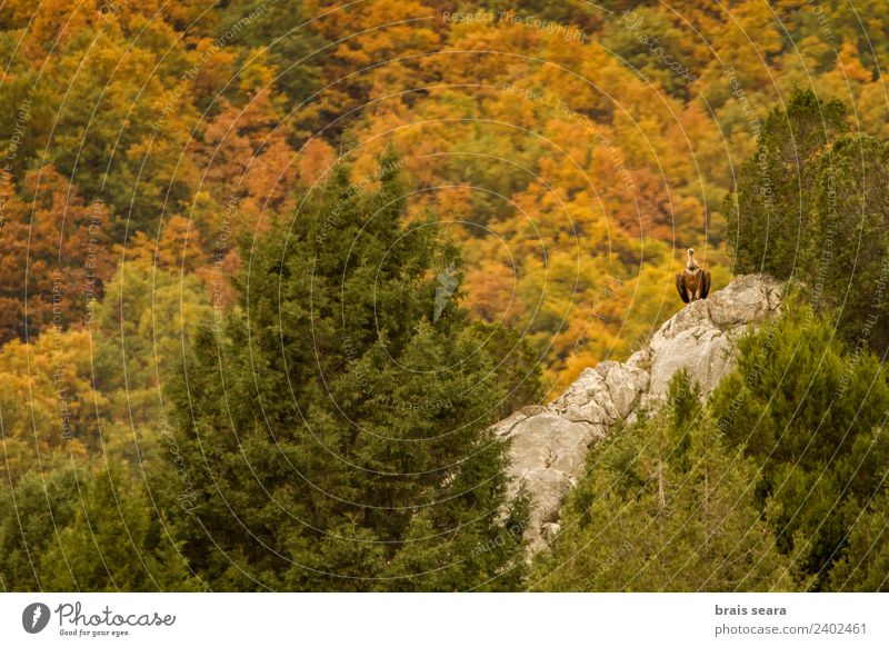 Gänsegeier Berge u. Gebirge Bildung Biologie Erwachsene Umwelt Natur Landschaft Tier Herbst Wald Wildtier Vogel Geier 1 Stein natürlich Tierliebe Farbe