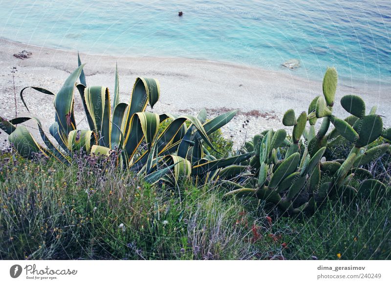 Seeseite Klima Wetter Pflanze Blume Kaktus Blatt Strand Erholung Farbfoto mehrfarbig Außenaufnahme Tag