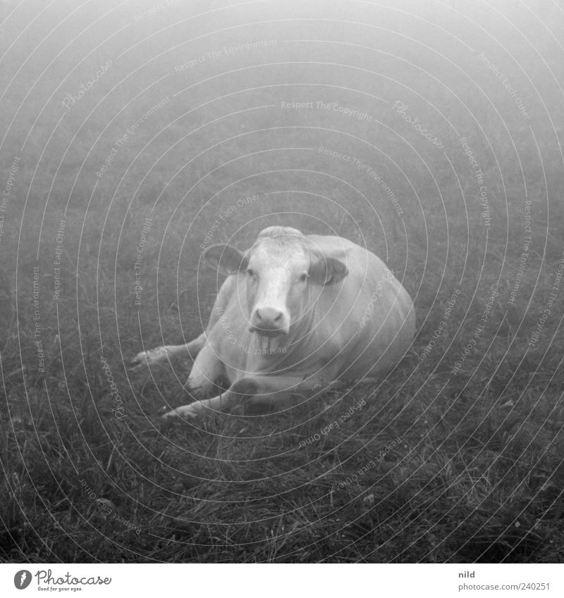 fade to grey Vieh Viehweide Umwelt Natur Nebel Wiese Tier Nutztier Kuh 1 grau einzigartig Schwarzweißfoto Außenaufnahme Textfreiraum oben Textfreiraum unten