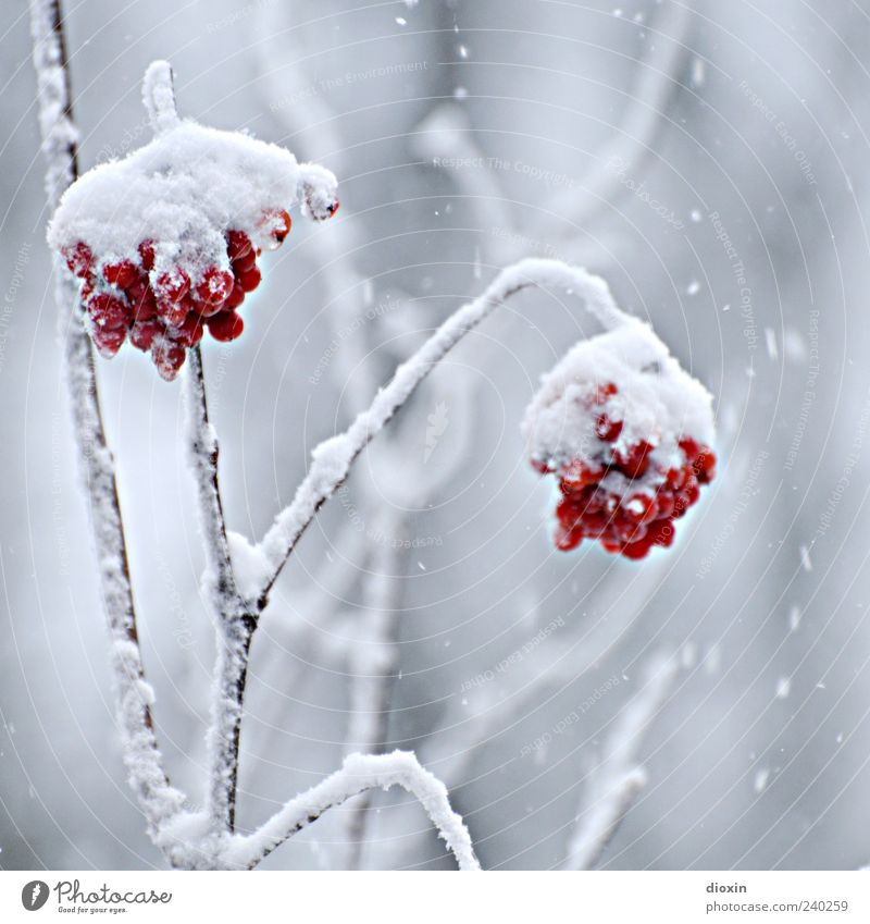Vogelbeeren-Eis Winter Frost Schnee Pflanze Sträucher Wildpflanze Beeren Zweige u. Äste hängen kalt natürlich Natur Farbfoto Nahaufnahme Menschenleer