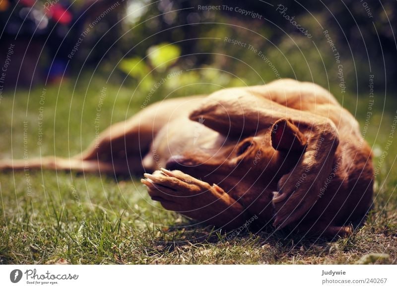 Ich hör dich nicht! Sommer Umwelt Natur Wiese Tier Haustier Hund Pfote Erholung niedlich Stimmung Zufriedenheit Gelassenheit Langeweile Farbfoto Außenaufnahme