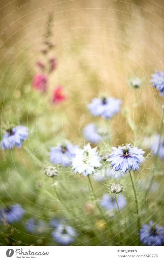 Gretel hinter der Heck' Sommer Pflanze Blume Gras Blüte Wiese Feld Blühend Duft verblüht Wachstum ästhetisch hell natürlich schön wild blau gelb grün rosa