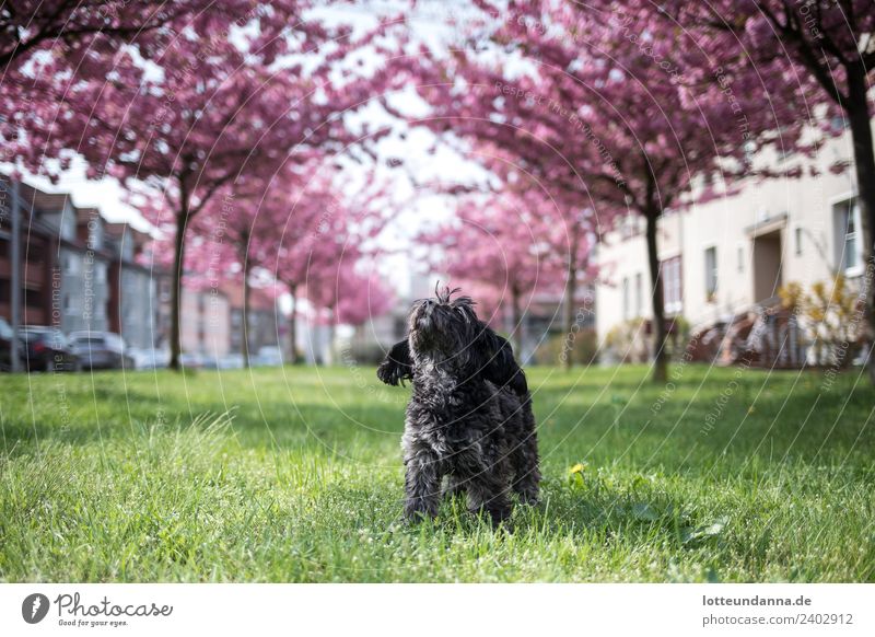 Kleiner Hund unter Kirschblüten Haustier 1 Tier PKW atmen beobachten Blühend Erholung genießen stehen einfach Glück Unendlichkeit schön natürlich niedlich