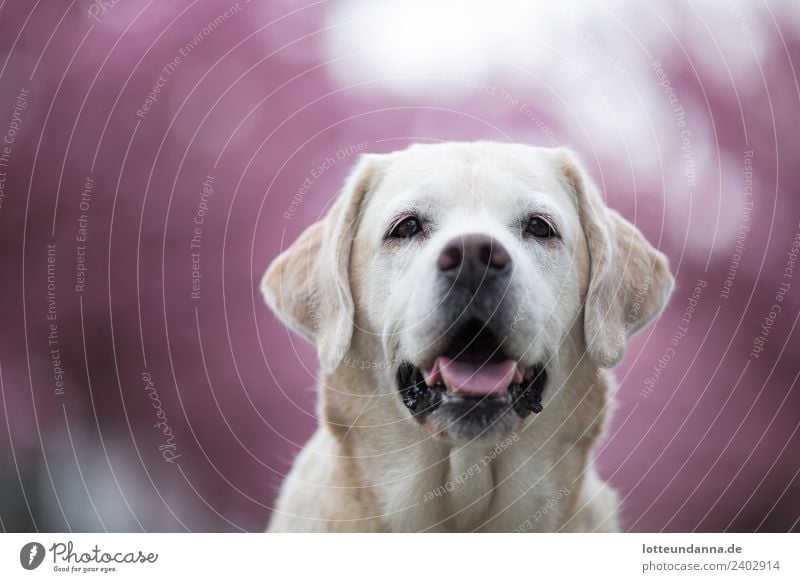 Gelber Labrador Retriever vor Kirschblüten Haustier Hund 1 Tier schön kuschlig gelb rosa Farbfoto Außenaufnahme Morgen Schwache Tiefenschärfe Tierporträt