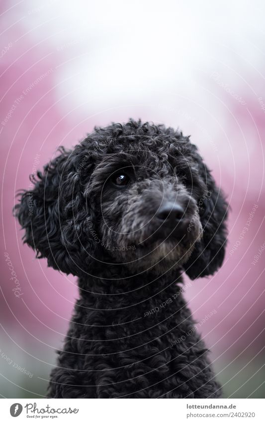 Pudel-Portrait Tier Haustier Hund Tiergesicht Fell 1 beobachten hören träumen warten authentisch Glück niedlich klug schön rosa schwarz Tierliebe geduldig