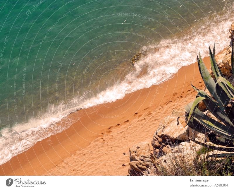 kaktus playa Natur Sand Wasser Sommer Schönes Wetter Wärme Kaktus Küste Meer Stein stachelig blau braun grün Fußspur Calella Farbfoto Außenaufnahme Menschenleer
