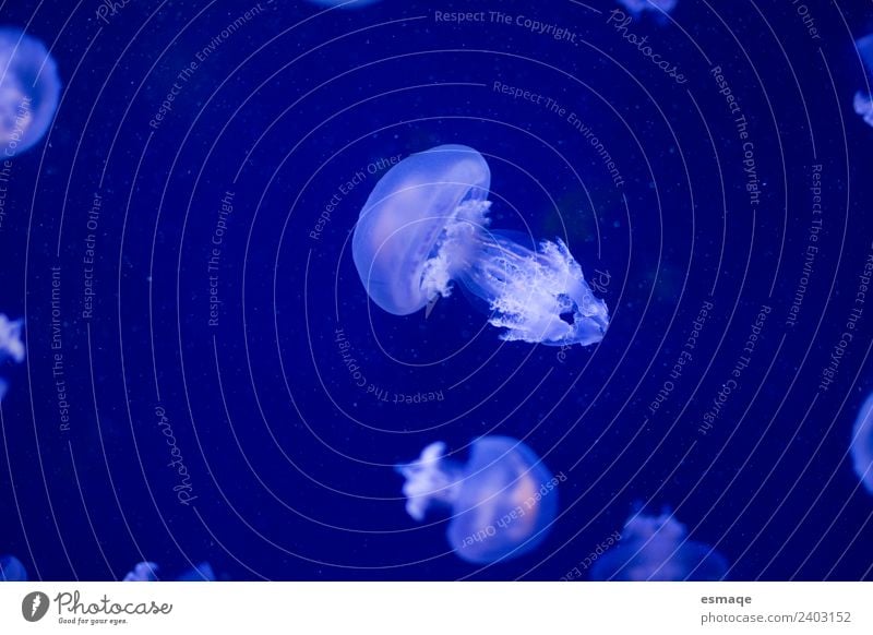 Quallen-Tier Natur Wasser Aquarium Tiergruppe blau Menschenleer