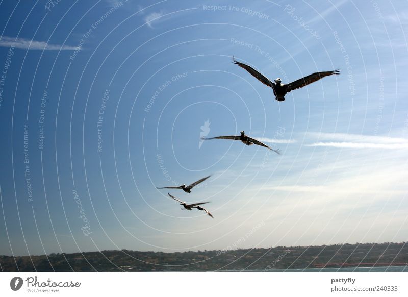 Anflug... Tier Wildtier Flügel Pelikan 4 Schwarm fliegen elegant frei Farbfoto Außenaufnahme Tag Freiheit Leichtigkeit Tragfläche Himmel