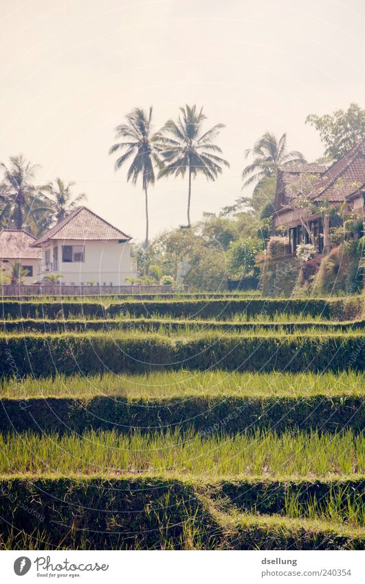 Bali II Umwelt Natur Landschaft Pflanze Nutzpflanze Feld authentisch braun grün Reis Palme Farbfoto Außenaufnahme Menschenleer Tag Licht Schatten Sonnenlicht