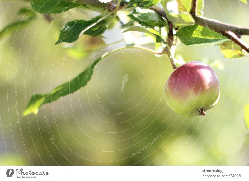 apfelfrisch Frucht Apfel Bioprodukte hängen rund sauer grün Apfelbaum Eigenanbau Obstbau knackig rot Blatt Farbfoto mehrfarbig Außenaufnahme Nahaufnahme