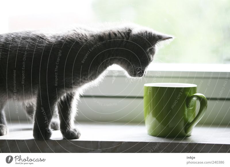 die Welt entdecken Haustier Katze Tasse Becher beobachten Blick stehen Duft Neugier niedlich grün Gefühle Stimmung Interesse Geruch Katzenbaby Farbfoto