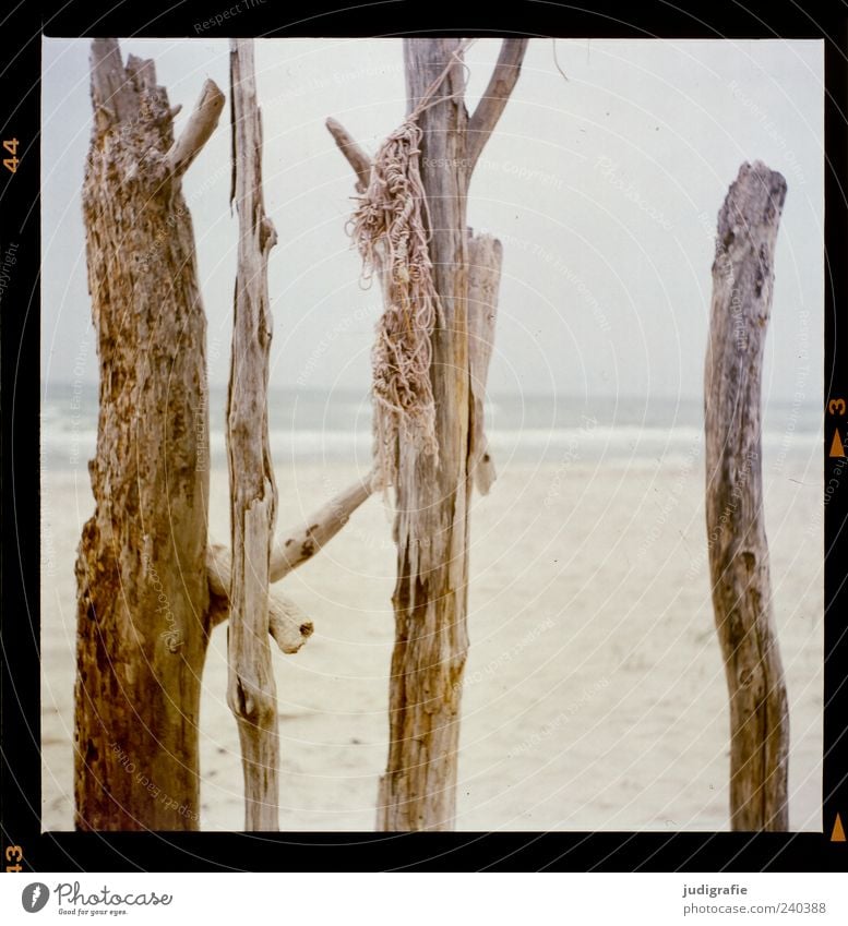 Weststrand Umwelt Natur Pflanze Strand Ostsee Meer Darß außergewöhnlich natürlich wild Stimmung Holz Ast Seil Farbfoto Außenaufnahme Menschenleer Tag Licht