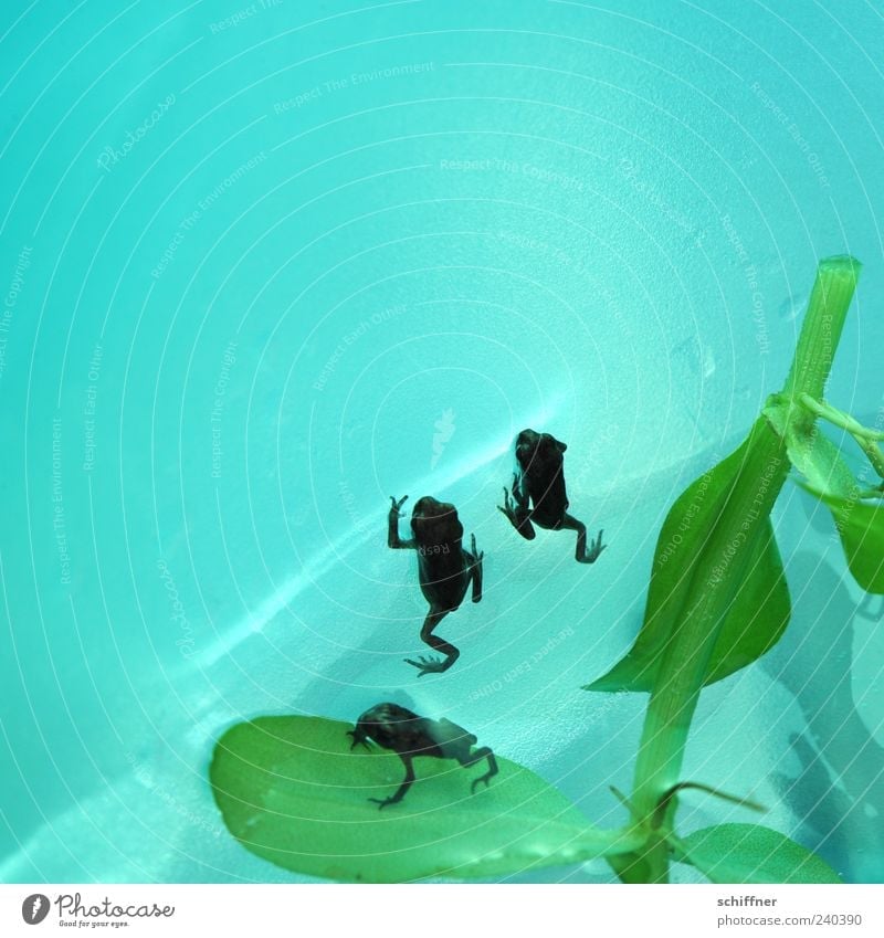 Auf die Plätze, fertig, los! Tier Frosch 3 Tiergruppe Tierjunges klein winzig türkis grün Wasser Nahaufnahme Menschenleer Textfreiraum links Textfreiraum oben