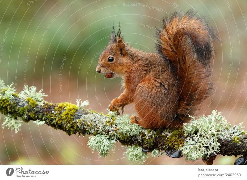 Rotes Eichhörnchen Wissenschaften Biologie Umwelt Natur Tier Erde Pflanze Baum Wald Wildtier 1 Holz Tierliebe Umweltschutz Fauna Tiere Säugetier Spanien
