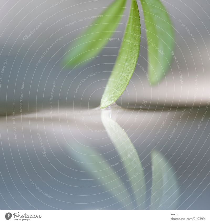 berührend Pflanze Sonnenlicht Frühling Sommer Blatt Wasser Wachstum ästhetisch außergewöhnlich Flüssigkeit klein nass blau grau grün schwarz weiß schön Farbfoto