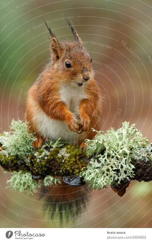 Rotes Eichhörnchen Wissenschaften Biologie Umwelt Natur Tier Erde Baum Wald Wildtier 1 Essen füttern natürlich Tierliebe Fauna Tiere Säugetier Spanien Spanisch