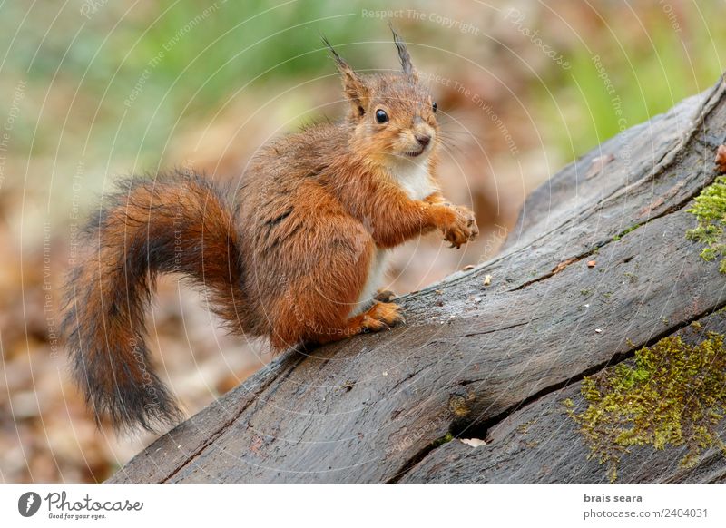 Rotes Eichhörnchen Wissenschaften Biologie Umwelt Natur Tier Erde Baum Wald Wildtier 1 Essen füttern Tierliebe Fauna Tiere Säugetier Spanien Spanisch Europa