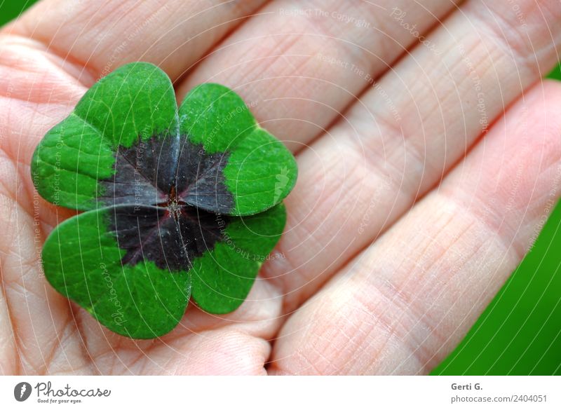 ...liegt auf der Hand Grünpflanze Glücksklee Kleeblatt Glückskleeblatt Zeichen Glücksbringer grün Gefühle Zufriedenheit friedlich ruhig Blatt Handinnenfläche