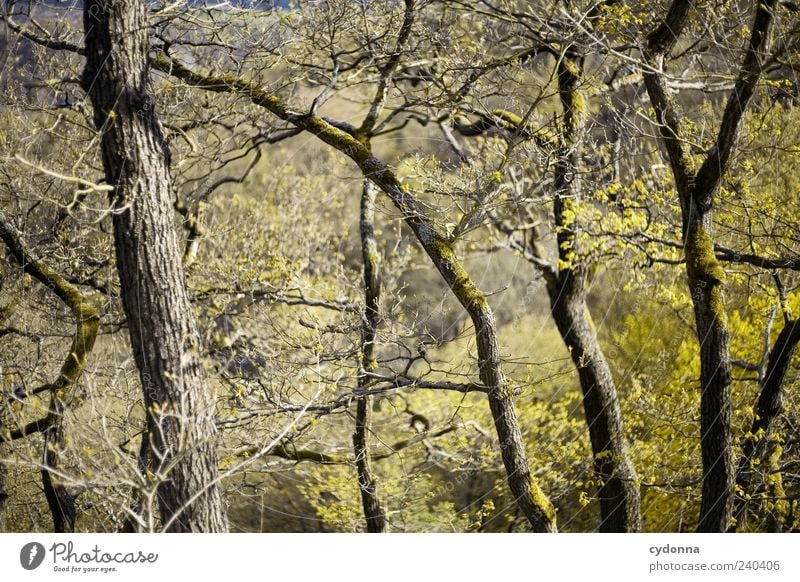 Geäst Umwelt Natur Frühling Baum Wald ästhetisch Wachstum Zweige u. Äste Strukturen & Formen Farbfoto Außenaufnahme Menschenleer Tag Licht Schatten Kontrast