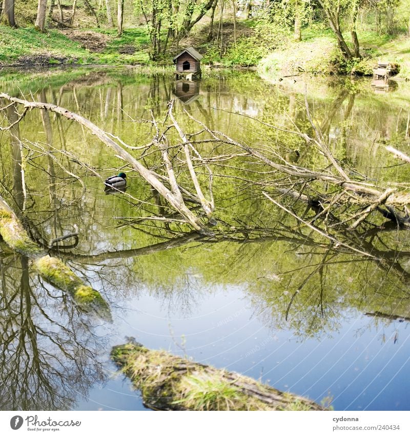 Verstecktes Entlein Wohlgefühl Erholung ruhig Ausflug Freiheit Umwelt Natur Landschaft Wasser Frühling Baum Wald Teich Tier Ente Einsamkeit einzigartig