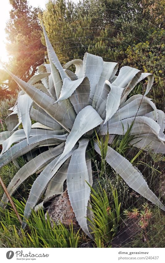 Monster Natur Landschaft Pflanze Sommer Blume Kaktus Park schön mehrfarbig grau grün Farbfoto Außenaufnahme Nahaufnahme Detailaufnahme Tag Sonnenlicht