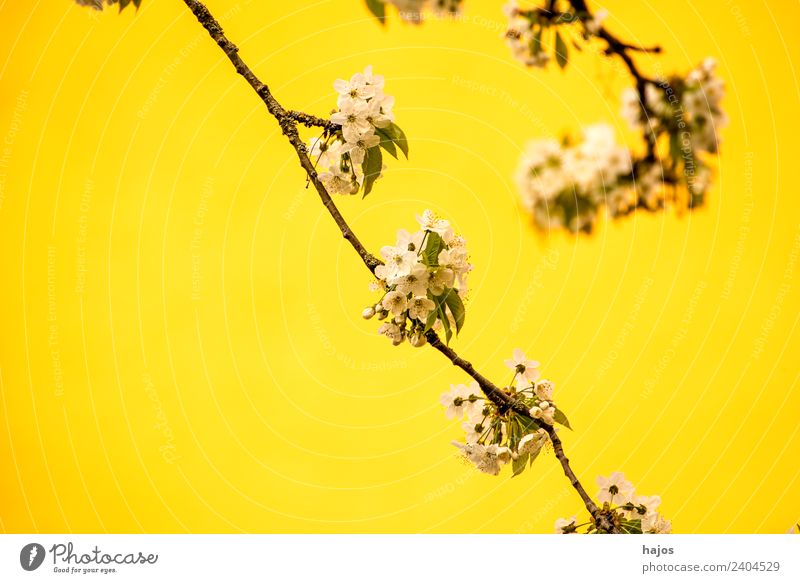 Kirschblüte mit gelbem Hintergrund Leben Natur Pflanze springen Kirschblüten Frühling Jahreszeiten weiß hintergund nah Nahaufnahme symbol Neuanfang Hanami