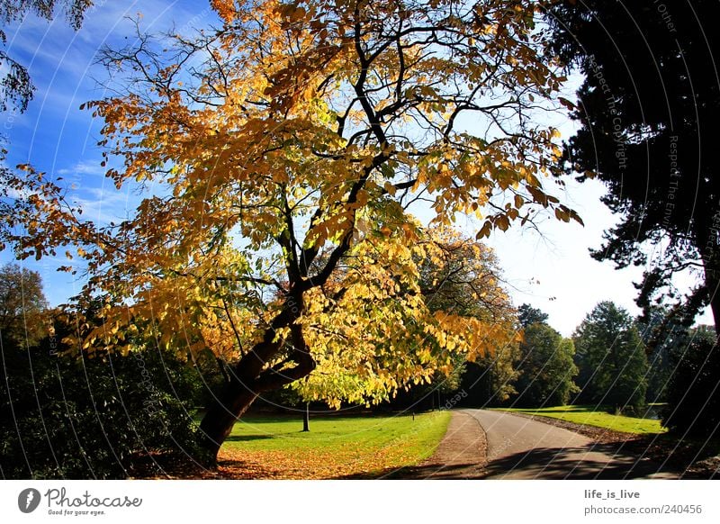 herbst_baum Baum Herbst Blatt Natur Blauer Himmel Umwelt Landschaft Inspiration Park Wege & Pfade