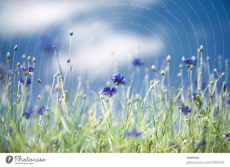 Kornblumen Natur Himmel Wolken Frühling Sommer Pflanze Blume Sträucher Blatt Blüte Feldrand authentisch natürlich schön blau Farbfoto Außenaufnahme Menschenleer
