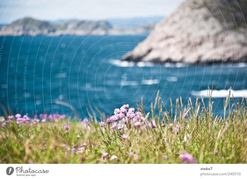 Norwegischer Süden Landschaft Blüte Wildpflanze Felsen Küste Meer blau grün violett Ferien & Urlaub & Reisen Norwegen Farbfoto Außenaufnahme Nahaufnahme