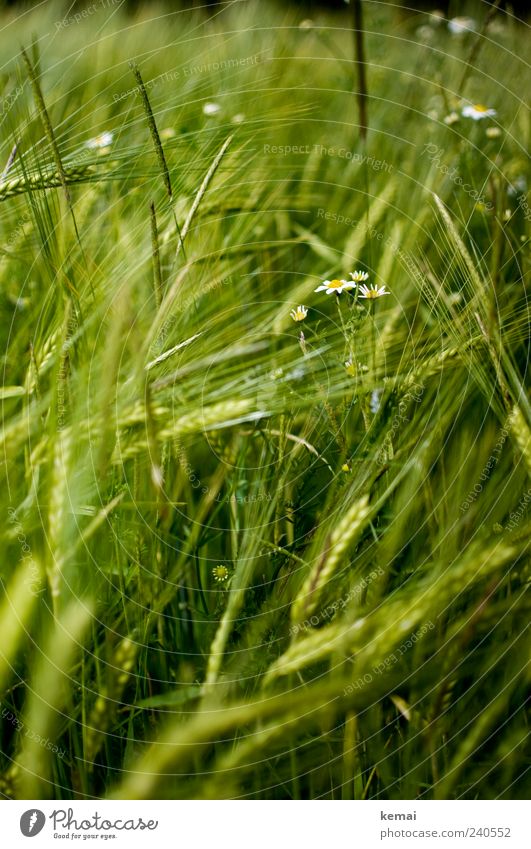 Reifendes Feld II Umwelt Natur Pflanze Sommer Gras Grünpflanze Nutzpflanze Wildpflanze Gerste Gerstenfeld Getreide Kamille Wachstum grün Farbfoto Außenaufnahme