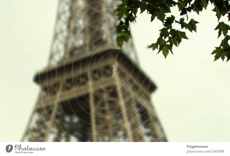 la tour Eiffel Ferien & Urlaub & Reisen Tourismus Ausflug Sightseeing Städtereise Pflanze Baum Blatt Hauptstadt Stadtzentrum Turm Bauwerk Architektur